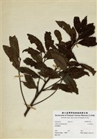 藏品(玉山紫金牛)的圖片